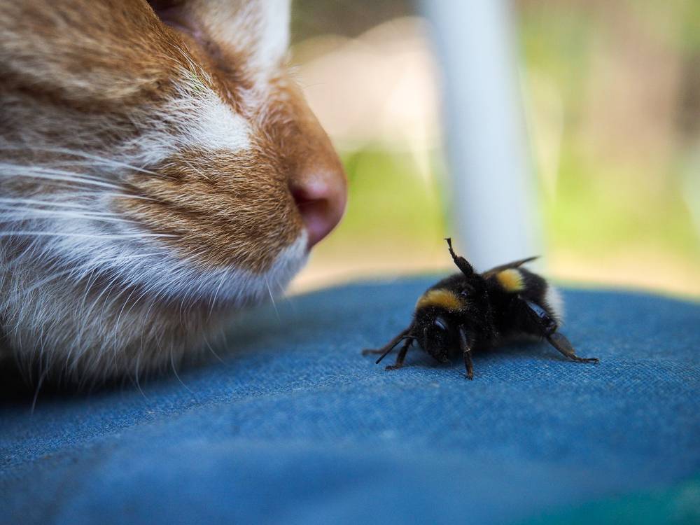 Кошку укусила пчела, первая помощь